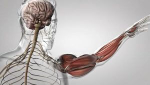 arm muscles and tendon Human Muscle Anatomy 3D Render