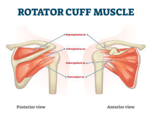 Rotator cuff muscle with anatomical posterior and anterior view