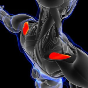 3D Illustration, Muscle is a soft tissue, Muscle cells contain proteins , producing a contraction that changes both the length and the shape of the cell. Muscles function to produce force and motion.